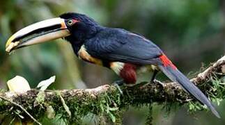 Pale-mandibled Aracari