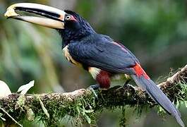 Pale-mandibled Aracari