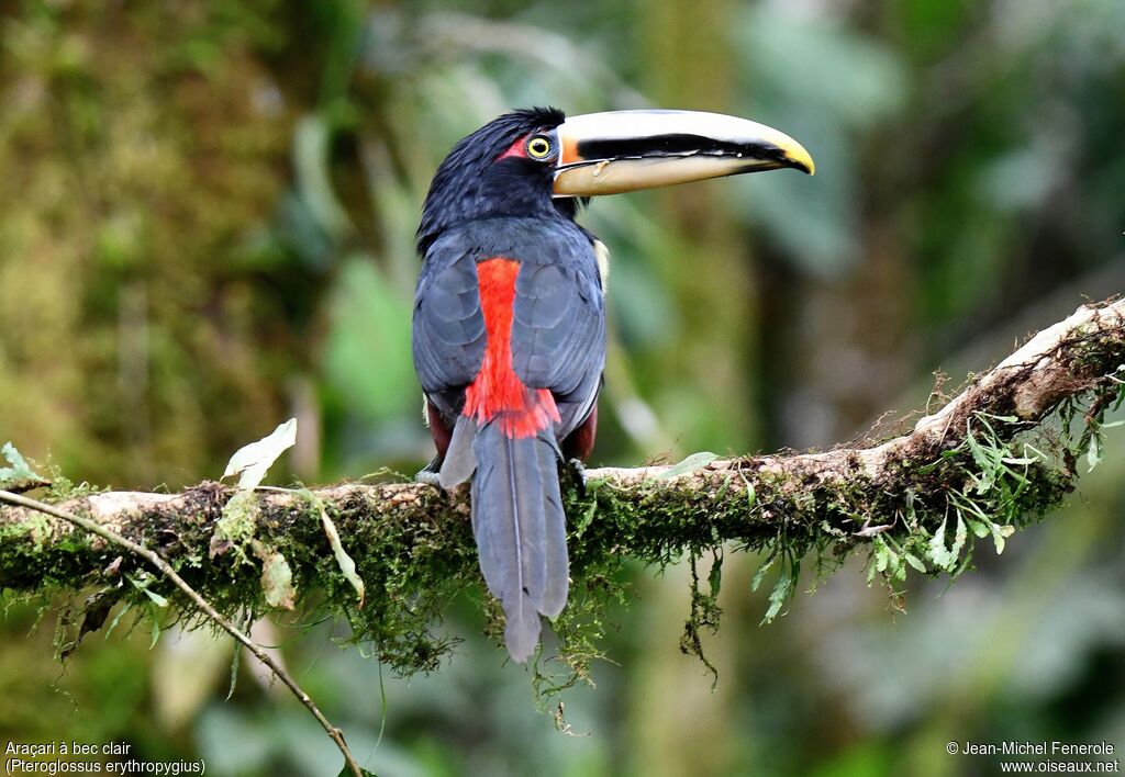 Pale-mandibled Aracari