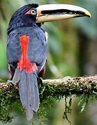 Pale-mandibled Aracari