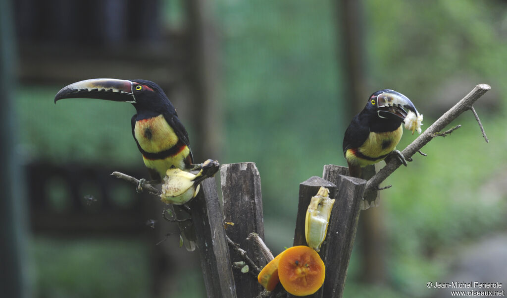 Collared Aracari