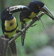 Collared Aracari