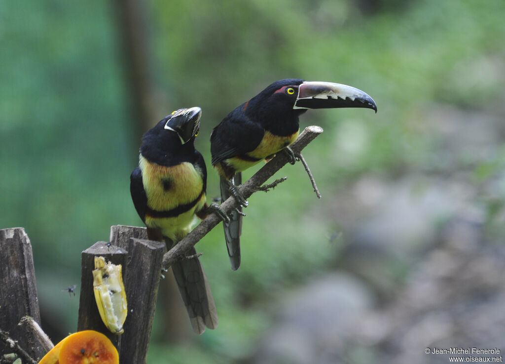 Collared Aracari