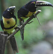 Collared Aracari