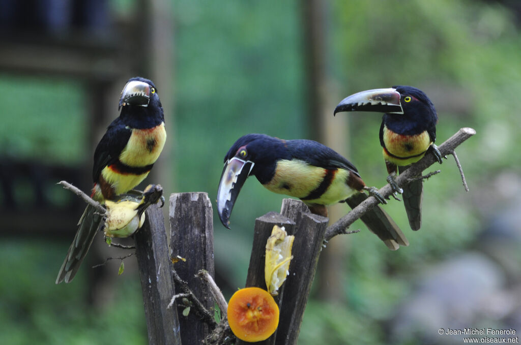 Collared Aracari