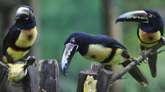 Collared Aracari