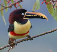 Chestnut-eared Aracari