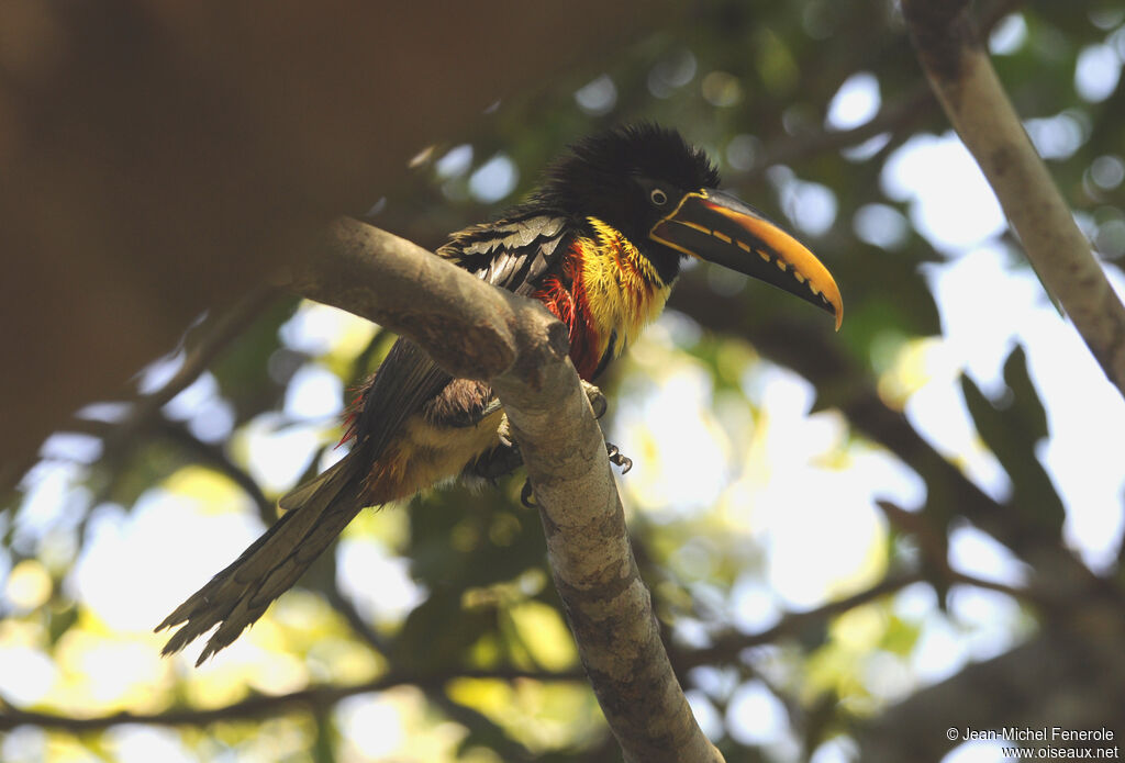 Chestnut-eared Aracari