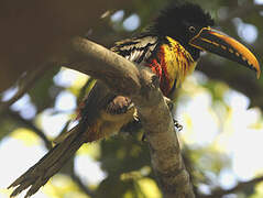 Chestnut-eared Aracari