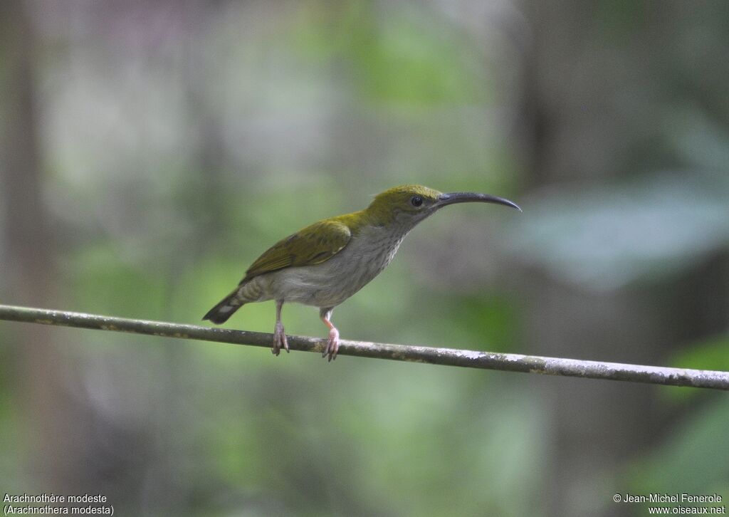 Grey-breasted Spiderhunter