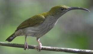 Grey-breasted Spiderhunter