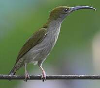 Grey-breasted Spiderhunter