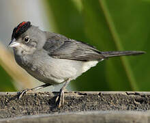 Grey Pileated Finch