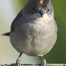 Araguira gris