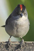 Grey Pileated Finch