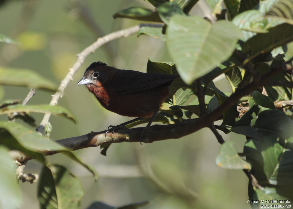 Red Pileated Finch