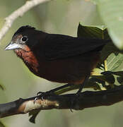 Red Pileated Finch