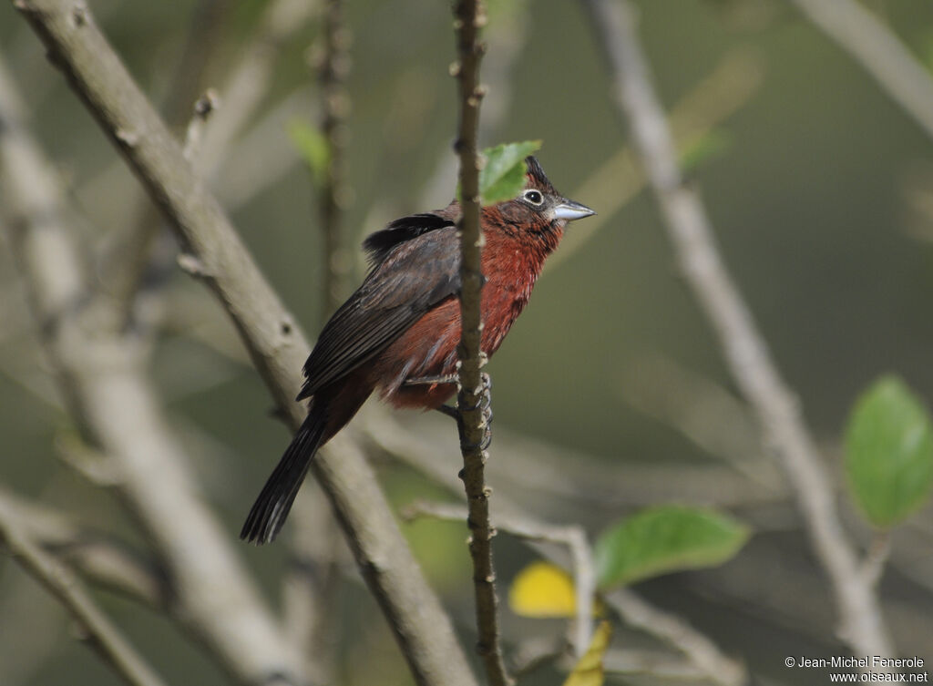 Red Pileated Finch