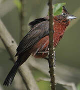 Red Pileated Finch