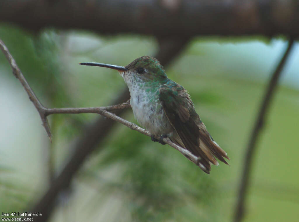 White-bellied Hummingbirdadult, identification