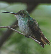 White-bellied Hummingbird