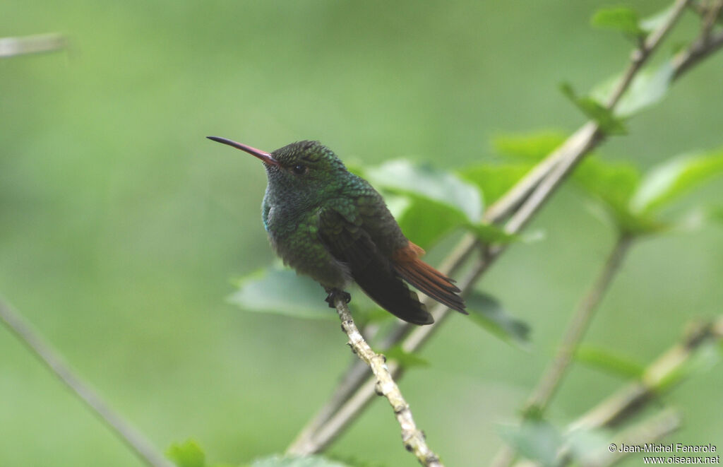 Rufous-tailed Hummingbird