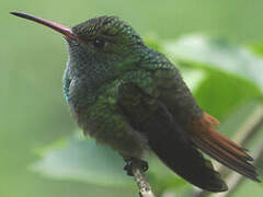 Rufous-tailed Hummingbird