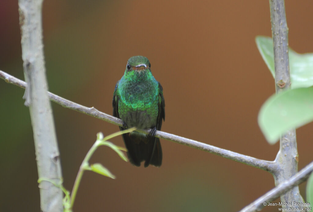 Rufous-tailed Hummingbird