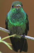 Rufous-tailed Hummingbird