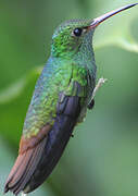 Rufous-tailed Hummingbird