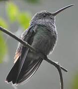 Rufous-tailed Hummingbird