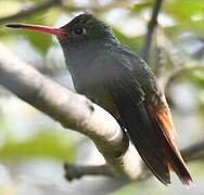 Rufous-tailed Hummingbird