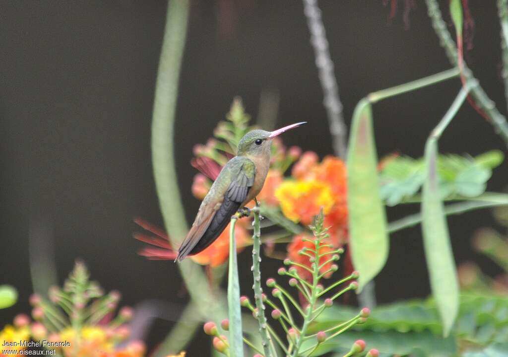 Cinnamon Hummingbird