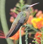 Cinnamon Hummingbird