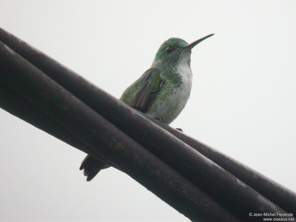 Plain-bellied Emerald