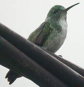 Plain-bellied Emerald