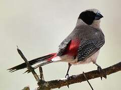 Black-cheeked Waxbill