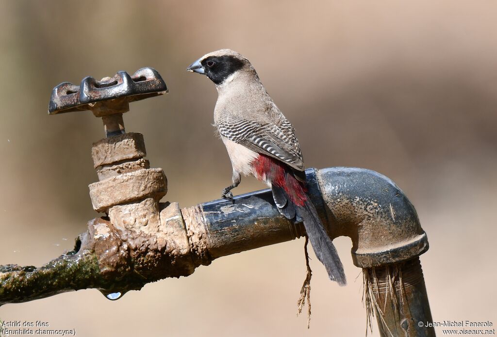 Black-cheeked Waxbill