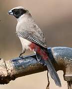 Black-cheeked Waxbill