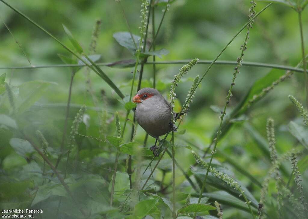 Common Waxbilladult, eats