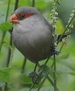 Common Waxbill