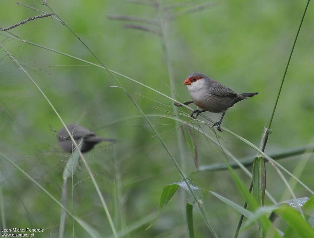 Common Waxbill