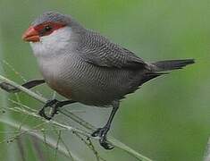 Common Waxbill