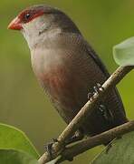 Common Waxbill