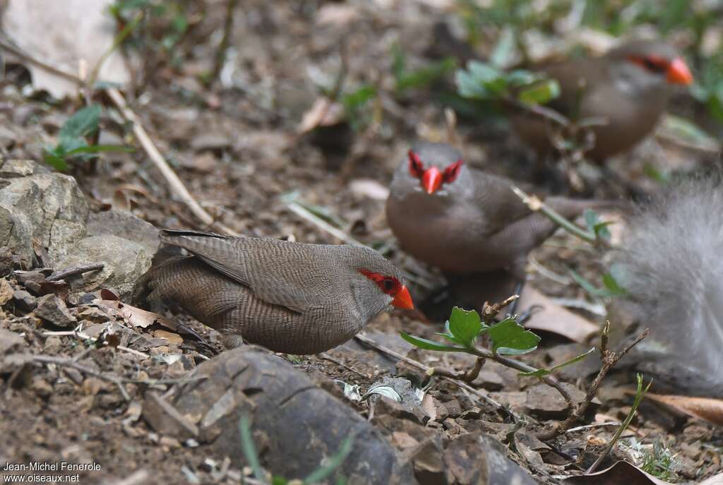 Common Waxbill