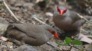 Common Waxbill