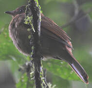 Rufous Mourner