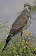 Eastern Chanting Goshawk