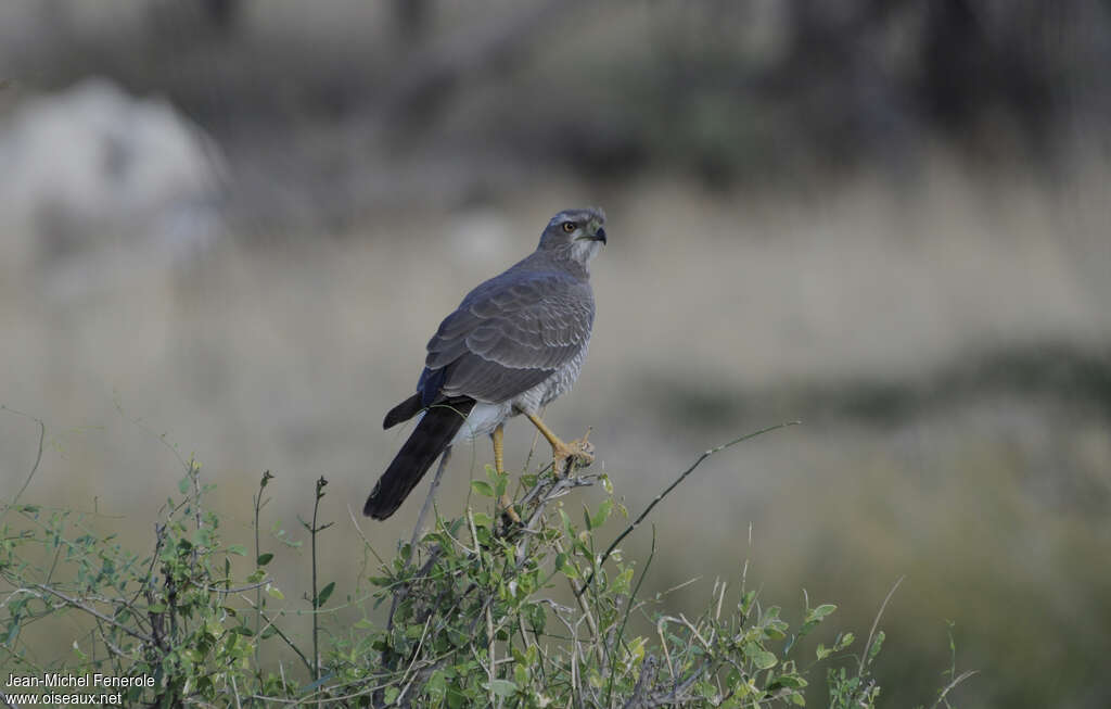 Eastern Chanting Goshawkimmature, habitat