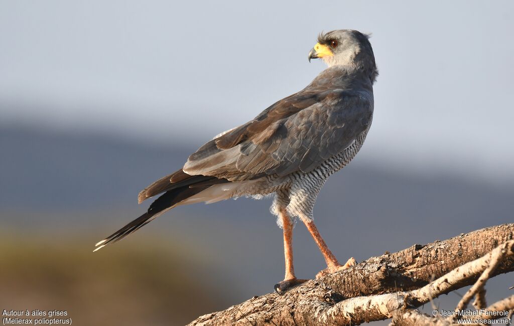 Autour à ailes grises